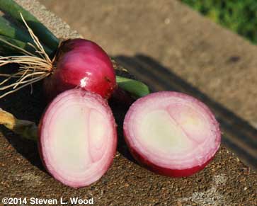 Red Creole onion interior