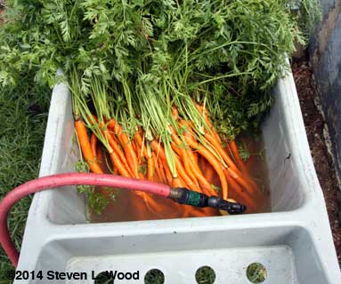 Washing carrots