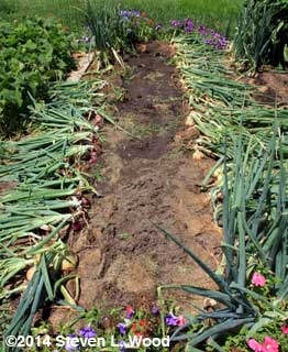 Carrots out, onions bulbing