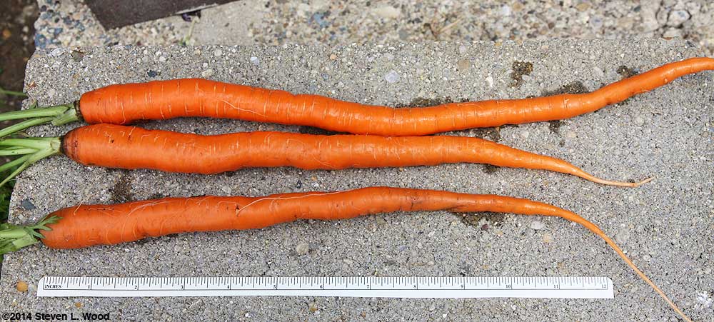 Sugarsnax carrots and ruler