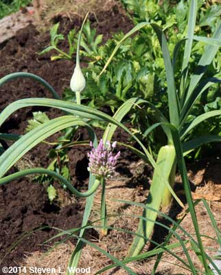 Garlic bloom