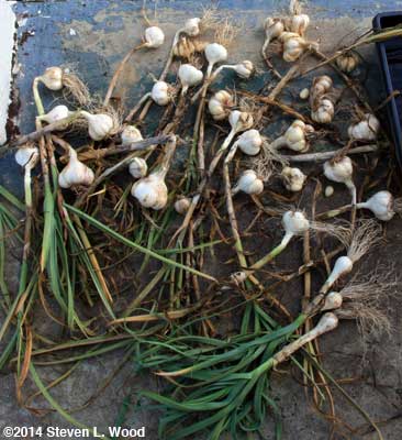Garlic harvest