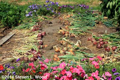 2014 Onion Trials