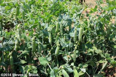 Encore peas ready to pick