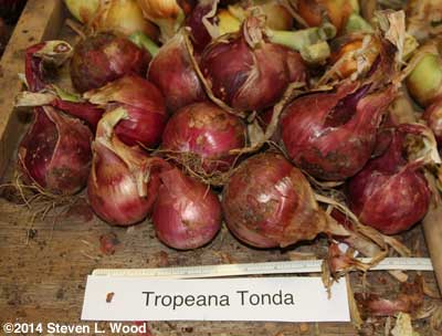 Labeled Tropeana Tonda onions