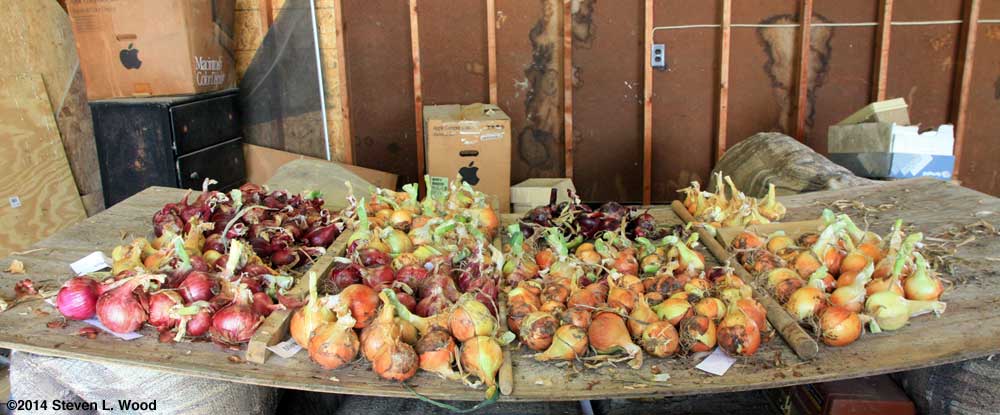 Timmed onions drying