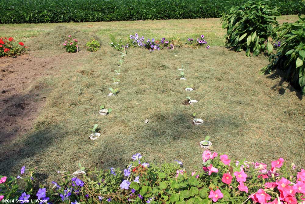 Fall cauliflower and broccoli transplanted