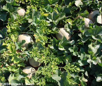 Lots of melons