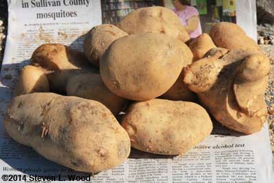 One hill of potatoes, minus two bakers!