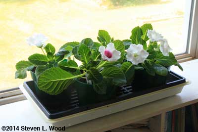 Gloxinias in sunroom
