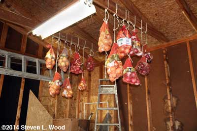 Onions hanging in garage