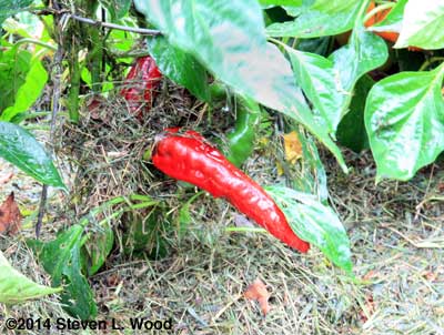 Hungarian paprika pepper