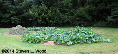 Pumpkins in foreground, butternuts in background