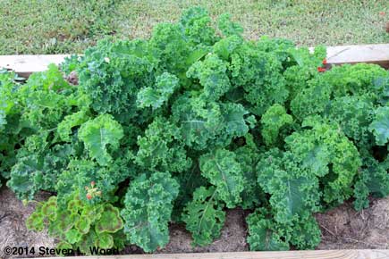 Vates kale