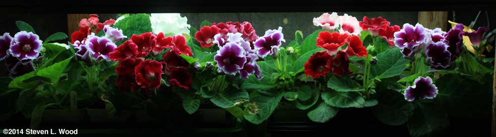Second shelf of gloxinias