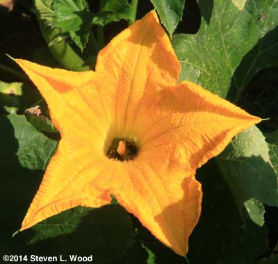 Pumpkin blossom