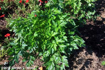 Dark Green Italian parsley