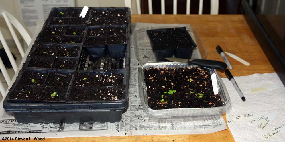 Transplanting baby gloxinias