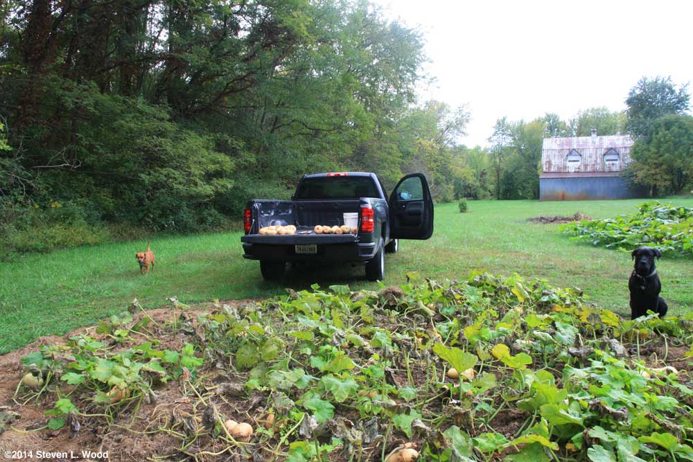 Daisy, butternuts, and Jackson