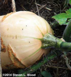 Immature butternut
