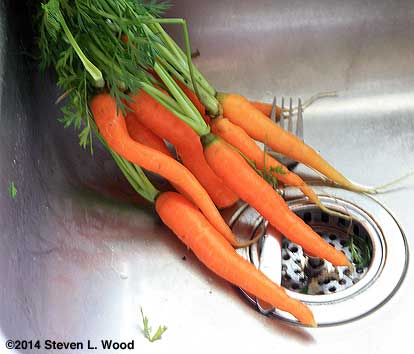 Fresh carrots with tops