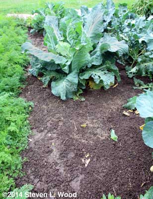 Cauliflower plant and muddy ground
