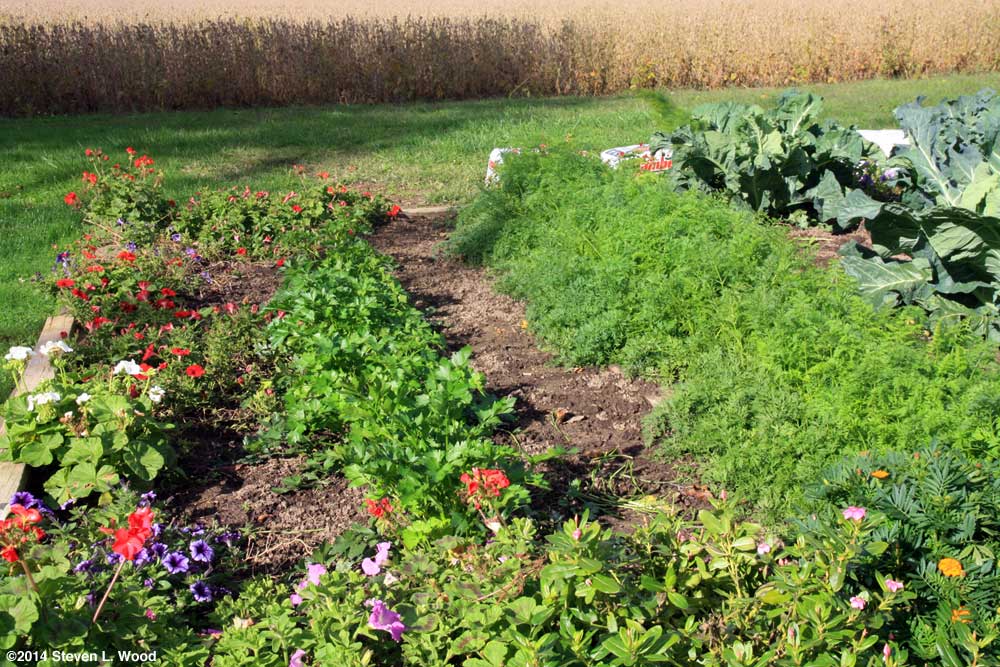 Parsley and carrot rows