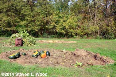 Pumpkins, compost pile and butternuts