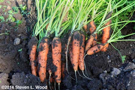 Nice carrot size and color