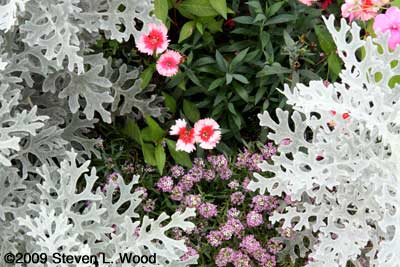 Bi-color dianthus