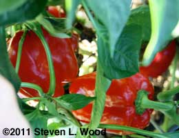 Earliest Red Sweet Peppers