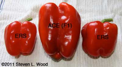ERS and Ace size comparison
