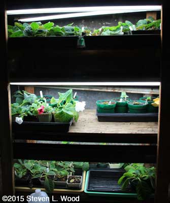 Gloxinias on plant rack