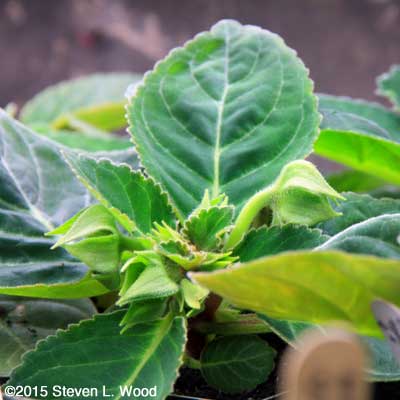 Gloxinia ready to bloom