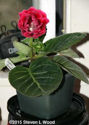 Double Brocade Gloxinia