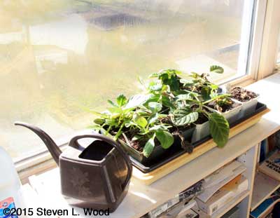 Gloxinias in sunroom