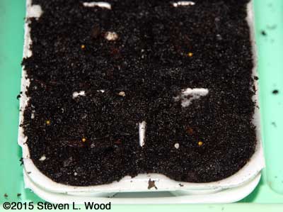 Pelletized petunia seed on soil