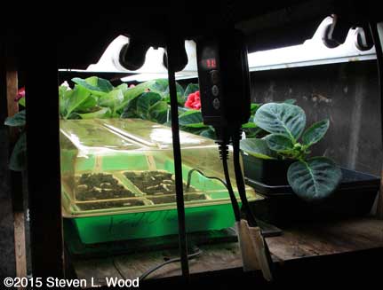 Petunia and geranium seed under lights over soil heating mat