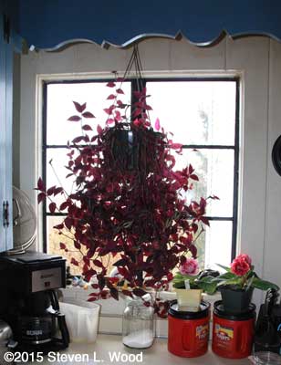 Wandering Jew plant hanging in kitchen