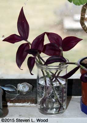Wandering Jew Cuttings in Water