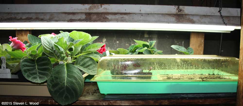 Gloxinias and covered tray of petunias, cuttings, and geranium seed