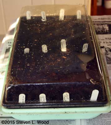 Humidome over planted tray