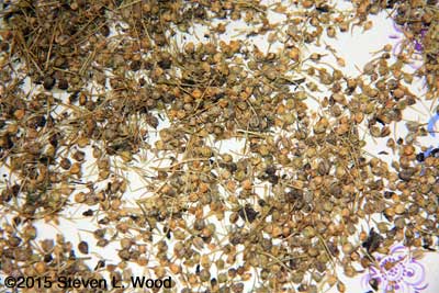 Bulbils somewhat cleaned