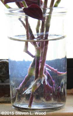 Rooting cuttings closeup