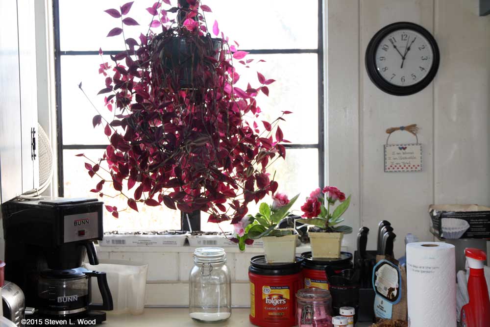 Petunias, wandering Jew plant, and gloxinias in kitchen window