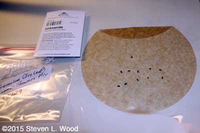 Starting Ivy Leaf Geranium Seed