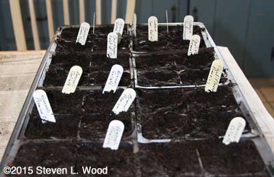 Tray of seeded brassicas