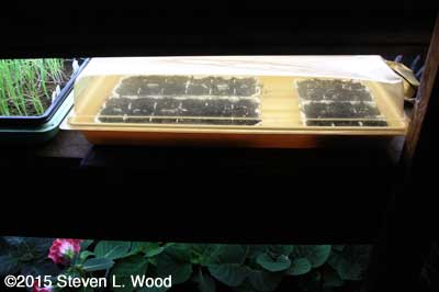 Petunia tray on heating mat under lights