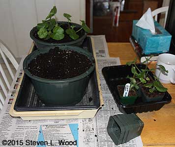 Transplanting ivy leaf geraniums