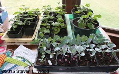 Geraniums, ivy leaf geraniums, and brassicas